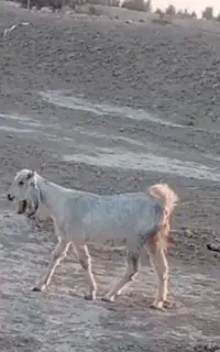 گمشدگان