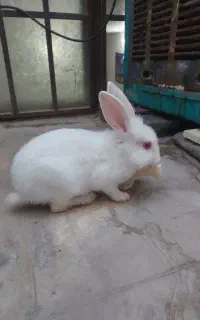 خرگوش سفید