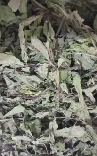 نعنا خشک