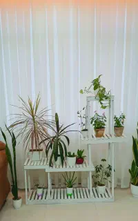 استند گل