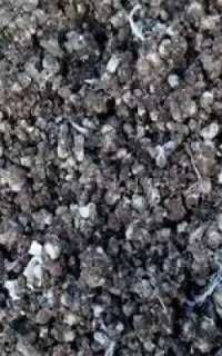 کود کبوتر