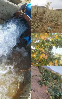 باغ. و مزرعه
