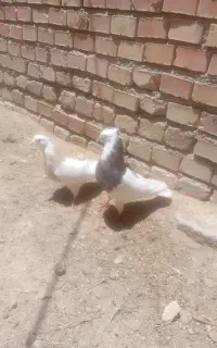 کفتر طوقی