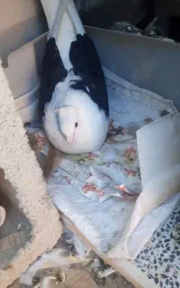 کبوتر