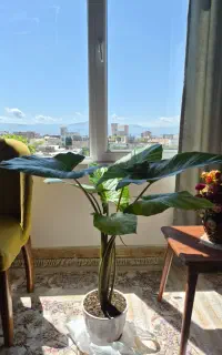 گل طبیعی بابا آدم