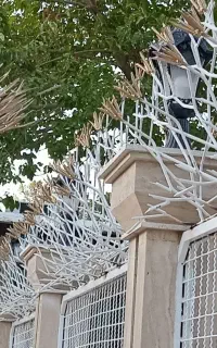 حفاظ گلدار خاری(خارشتر) لیلیوم نخل مرداب