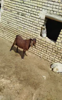 حیوانات.نر بز یک ساله جنس دوقلو زا