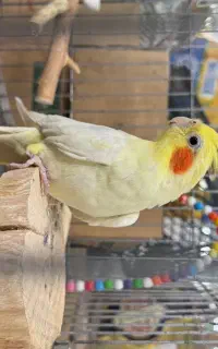 عروس هلندی