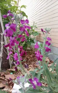 باغ گل محمدی