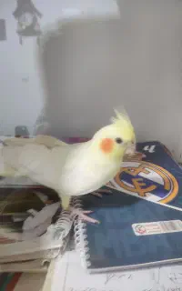 عروس هلندی گمشده