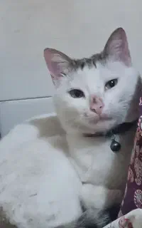 گربه خانگی بازیگوش
