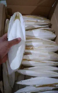کف دریا