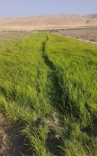 چلتوک عنبربو