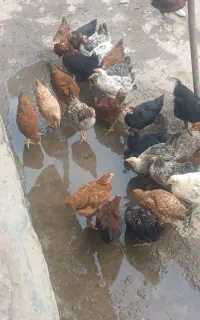 جوجه گلپایگان درجه یک ۳ماهه300تایکجا