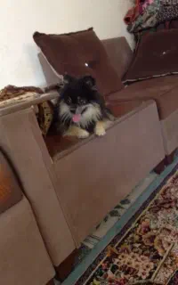 سگ گمشده مژدگانی ۸ملیون