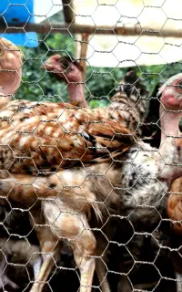 جوجه مرغ نیمچه محلی و گردن لخت