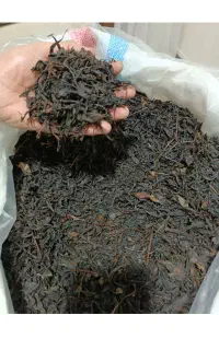 چای بهاره