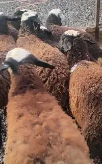 بره . پرواری.برای. قربونی