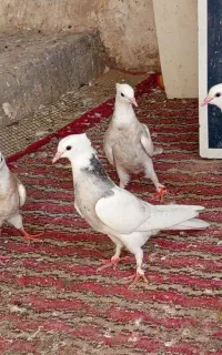 ساعت طوقی و پاکستانی