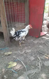خروس و جوجه گلین