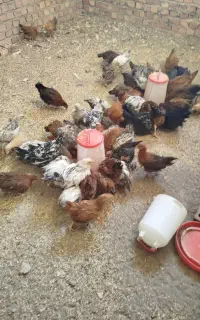 فروش مرغ و خروس محلی