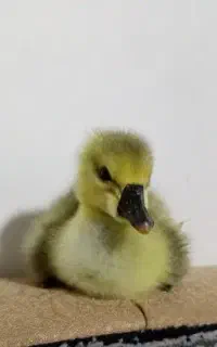 جوجه قوغاز اصیل