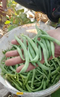 لوبیا سبز درجه یک کیلویی50