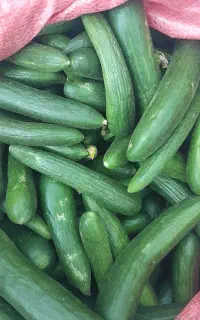 خیار قلمی