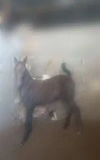 اسب کره نریان و مادیان
