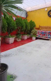 کاج