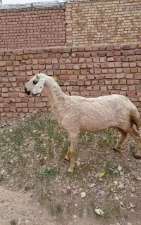 میش قرار گوز ۳