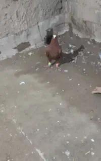 زرد کاکلی جوجه،نر سرخ کاکلی،شاخی