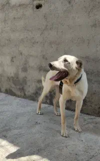 سگ نژاد سراب