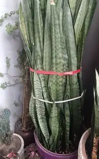 گل و گیاه