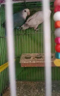 کوتوله بریزیلی