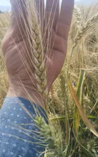 بزر گندم حیدری اصلاح شده با تناژ بالا