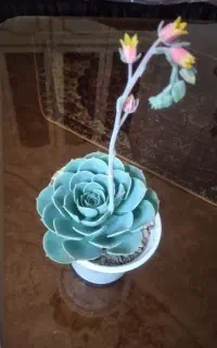 کتاب گیاهان ورق بزنین