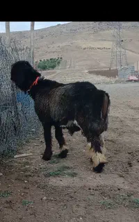 بره قوچی