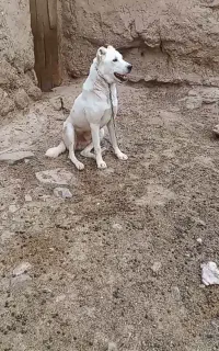 سگ گمشده