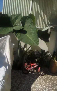 گل بابا ادم تنه دار