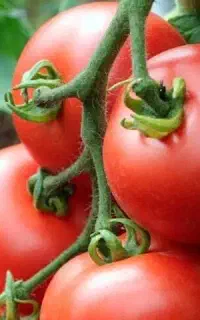 گوجه درجه یک