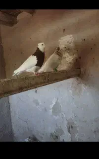 کفتر