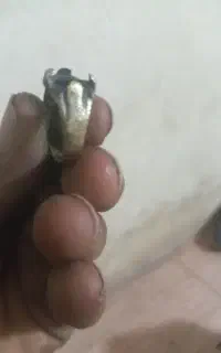 فروشه‌انگشتر‌طلا