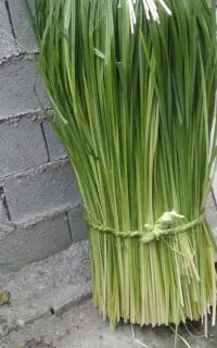 لی خشک وتر