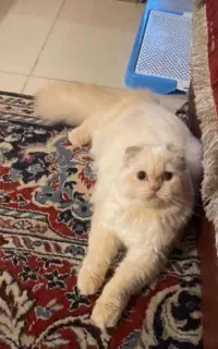 واگذاری گربه اسکاتیش