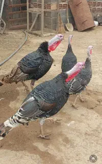 تعدادی بقلمون ۲ساله وتعدادی ۷ماه به فروش  میرسد