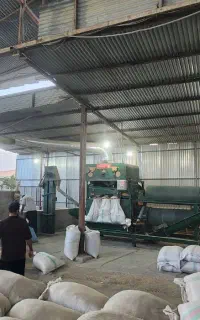بذر شلتوک فجر،شمیم نخ بلند،ضیغمی و گهر