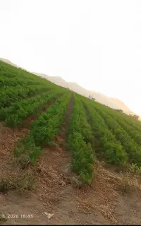 کارگر