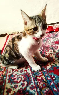 گربه
