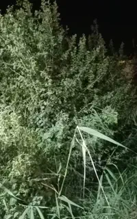 هرس کاری ودرخت بری